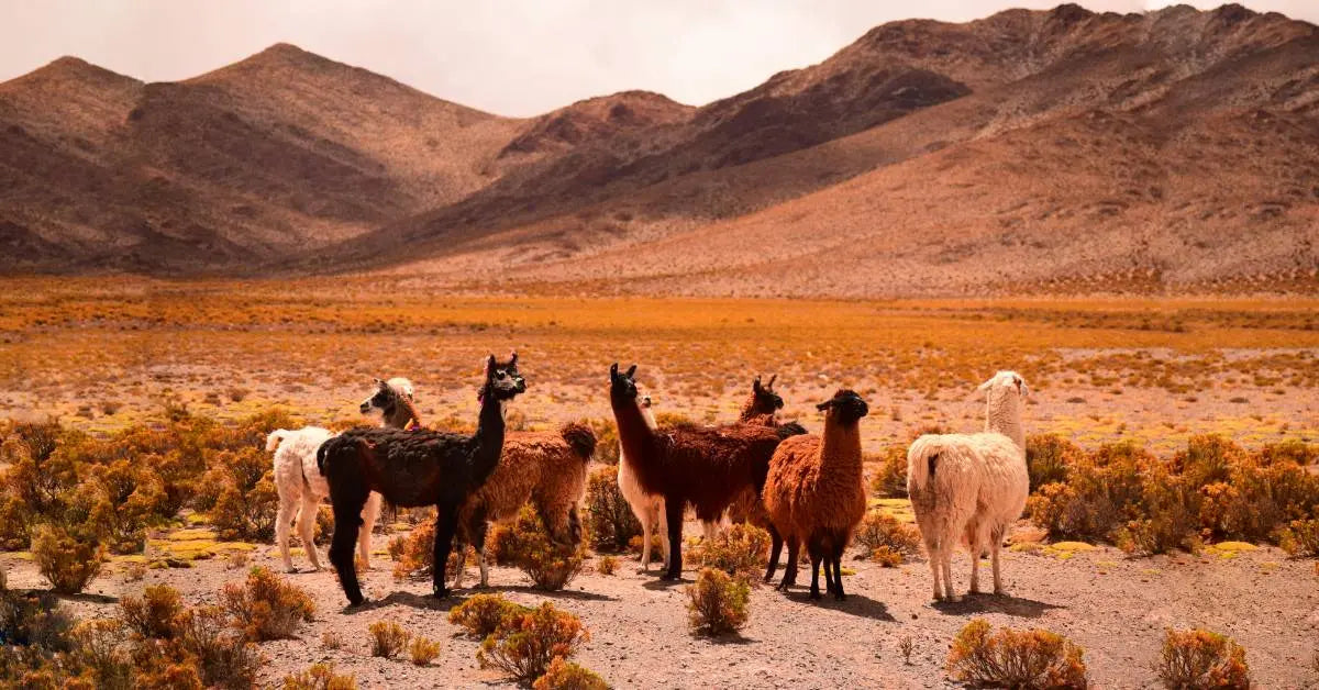 What are the characteristics of good quality alpaca wool? - Fibflx