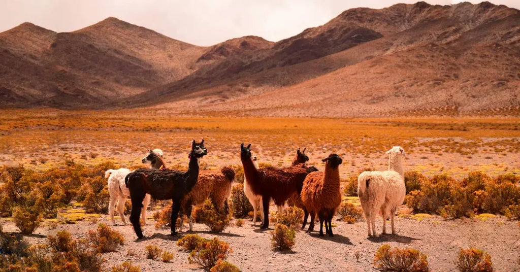 What are the characteristics of good quality alpaca wool?