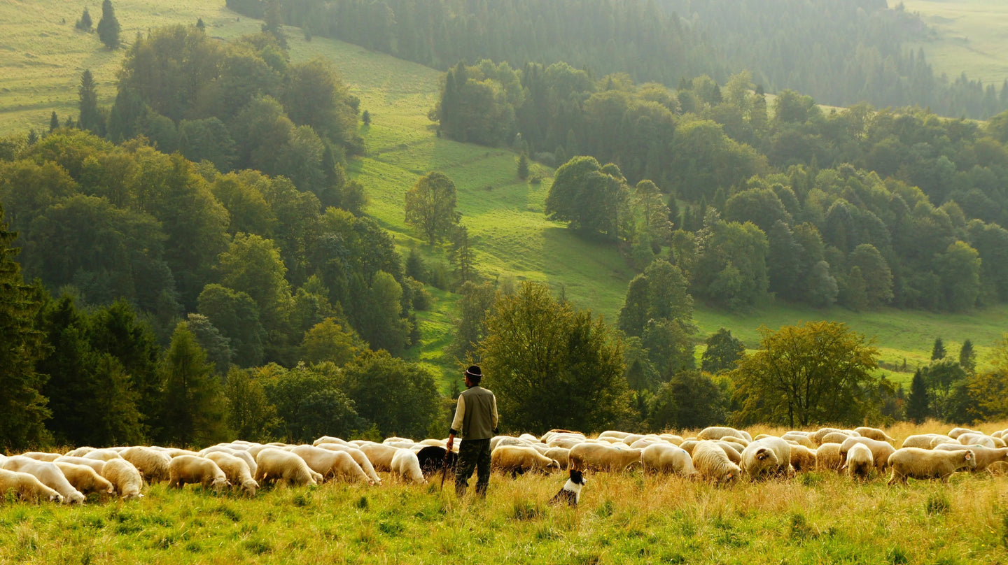 Why is merino wool becoming extremely popular? - Fibflx