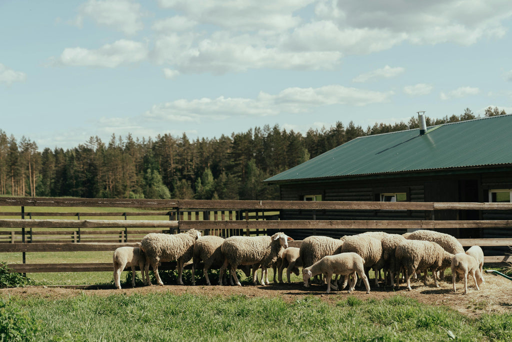 What is Merino Wool, and How It's Different from Regular Wool and Cashmere