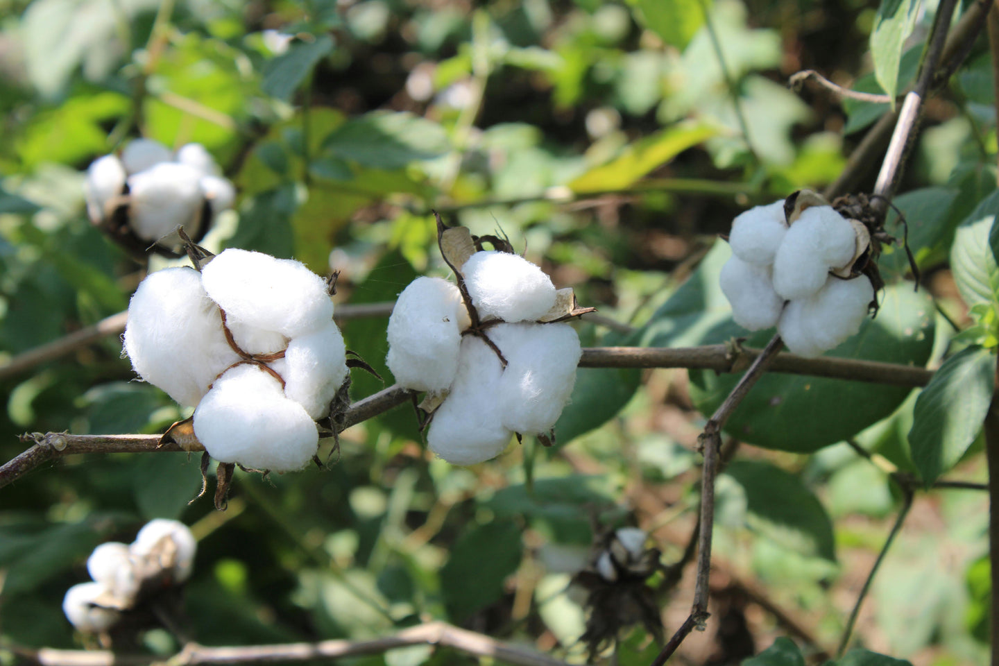 Cotton 101: Different Cotton Types and How to Choose the Right One